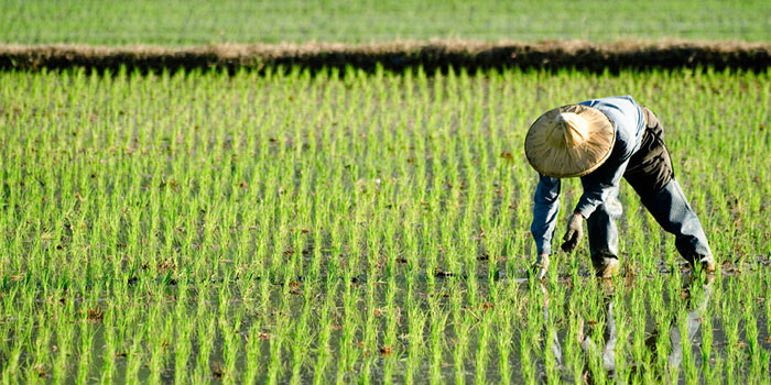 Crop Production