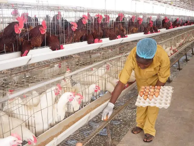 Poultry Farming