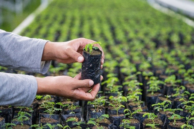 Certificate in Agroforestry Management