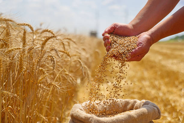 Certificate in Cereal Crop Production & Farm Management