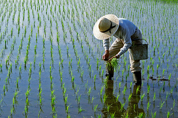 Certificate in Crop Production Planning