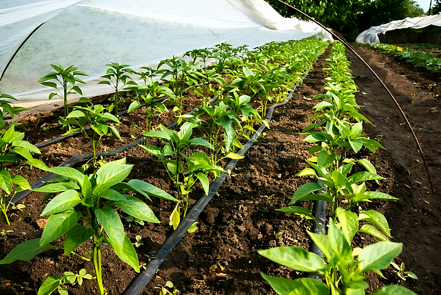 Certificate in Drip Irrigation Design & Management