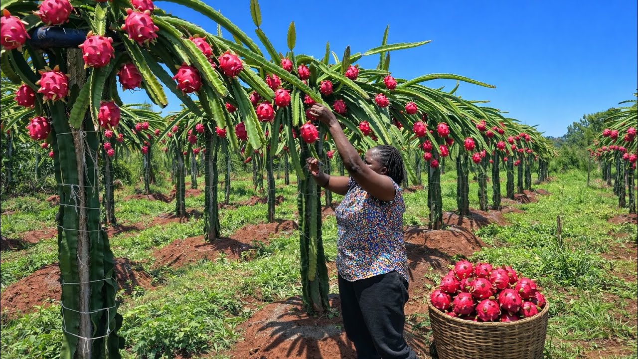 Certificate in Commercial Fruit Production