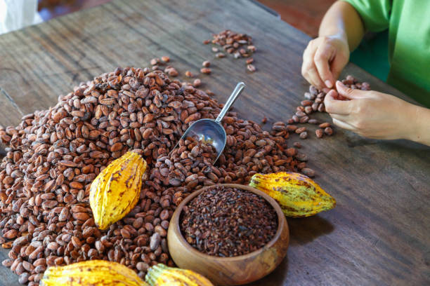 Certificate in Cocoa Processing & Value Addition